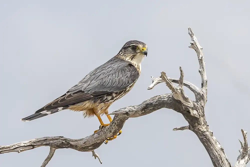 Perched Merlin (Falco columbarius) on Bonaire.