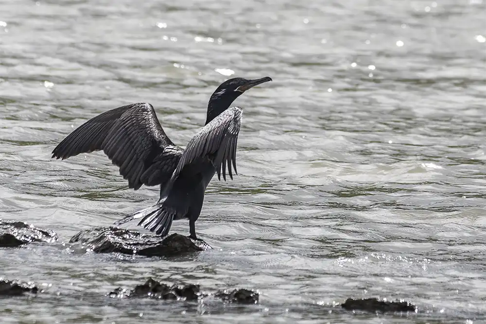The Neotropic cormorant (Phalacrocorax olivaceus) dries its wings after diving for fish on Bonaire.