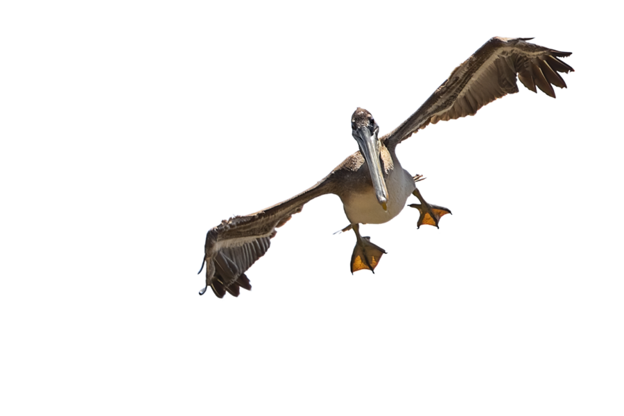 Uitgesneden png-bestand van een landende bruine pelikaan (Pelecanus occidentalis) in vlucht.