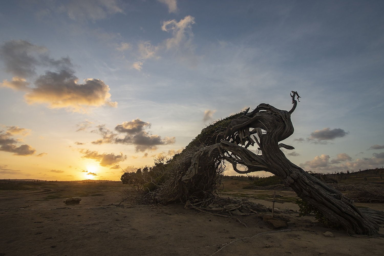 The Longest Tree during a stunning sunset in the east of Bonaire.