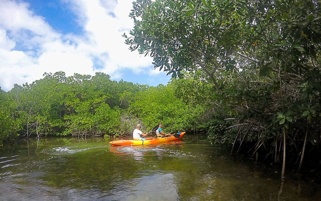 Op tour door de mangrove van Bonaire