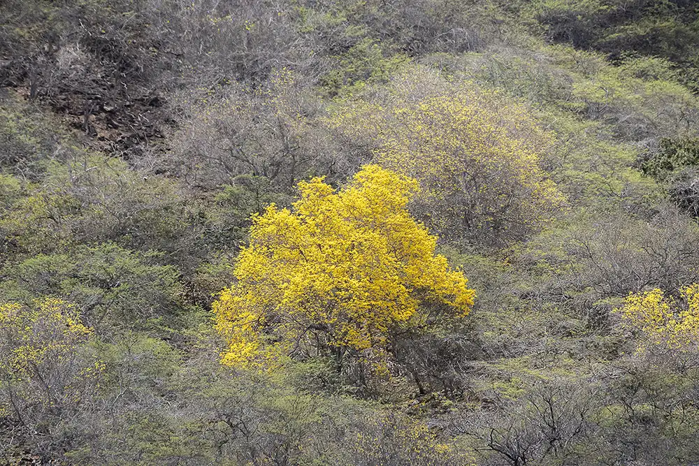 A kibrahacha (Tabebuia billbergii) in full bloom with bright yellow flowers sharply contrasts against the gray-green hills of Bonaire.