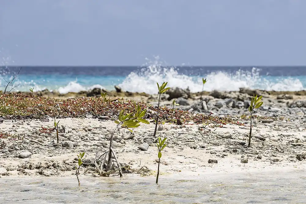 Young plantings of red mangrove trees to protect the south coast of Bonaire in the future.