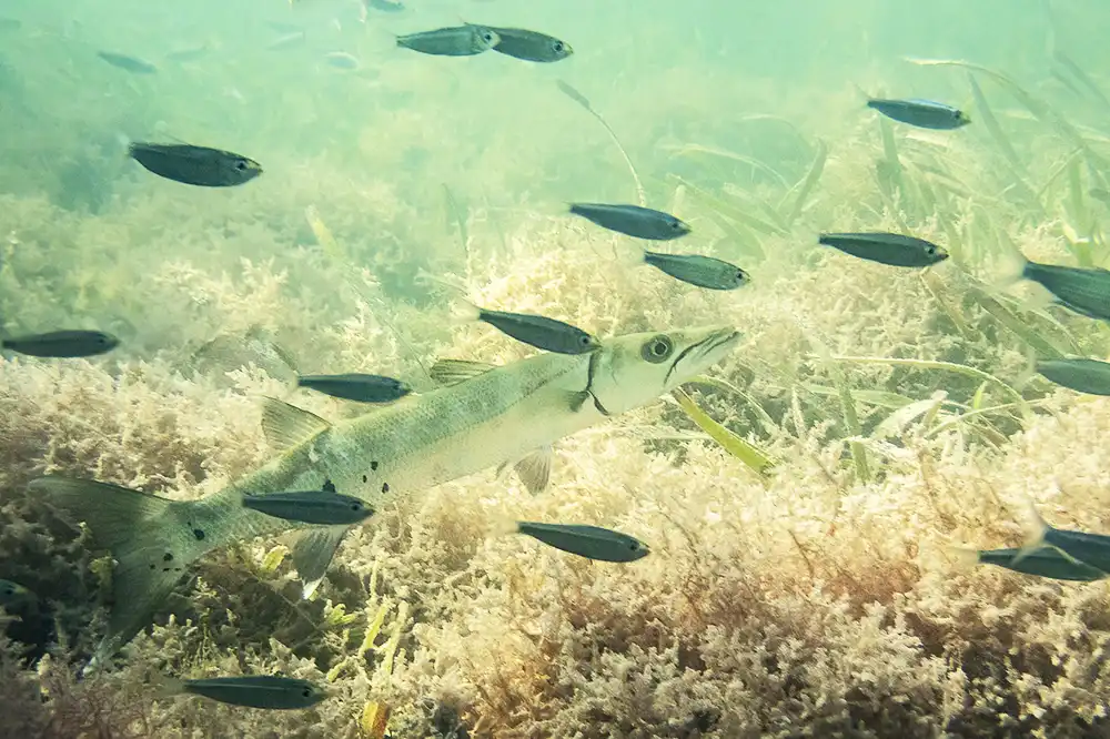 Underwater photo of a young great barracuda (Sphyraena barracuda) above the seagrass at Lac Cai in Bonaire.