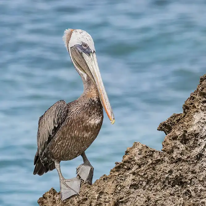 A brown pelican (Pelecanus occidentalis) during the excursion to Washington-Slagbaai National Park with HopiBonaire.