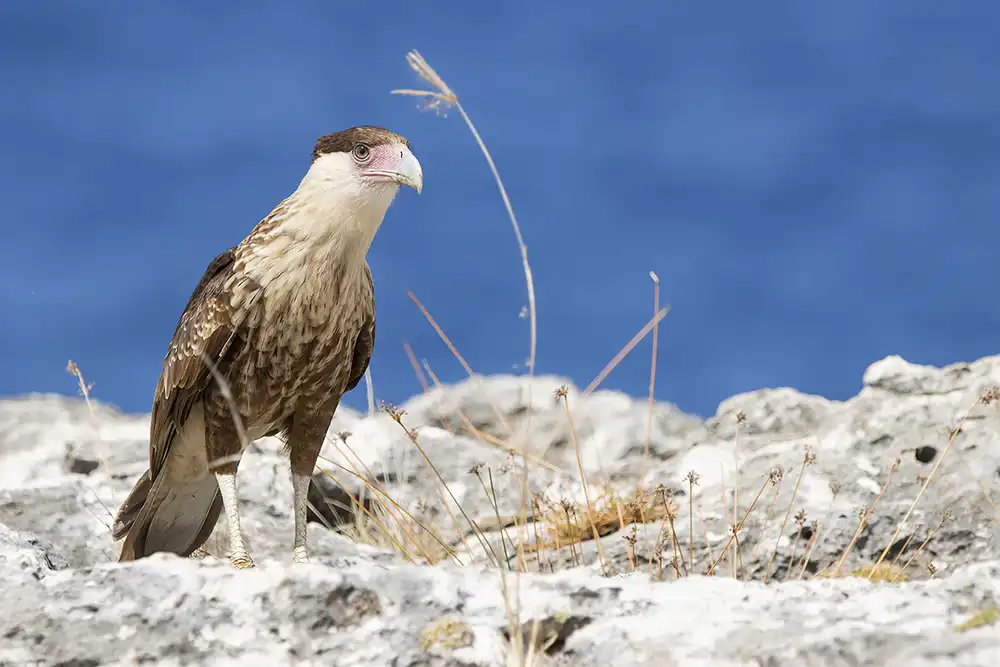 Caracara on the cliff coast of Washington-Slagbaai during the tour by HopiBonaire.