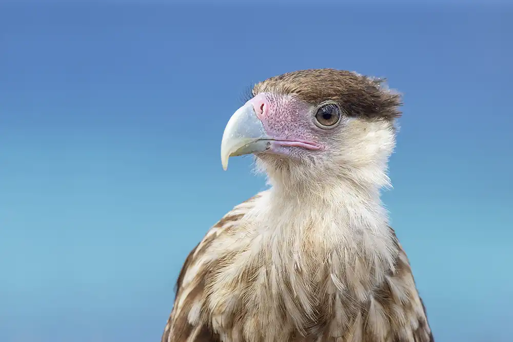 Read all about the Caracara (Caracara plancus) and learn more about the nature in Bonaire.