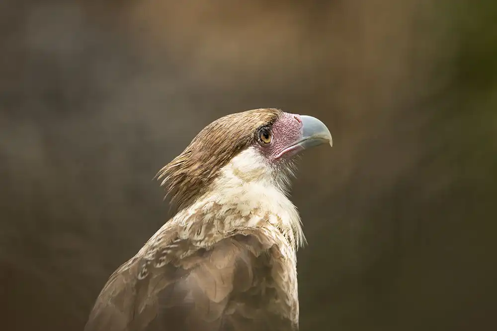Admire the caracara (Caracara plancus) during your tour with HopiBonaire. This brown raptor features a white head, pink beak, and dark cap.