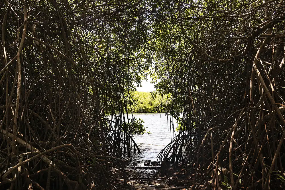 A glimpse between the mangrove trees at Lac Cai in Bonaire.
