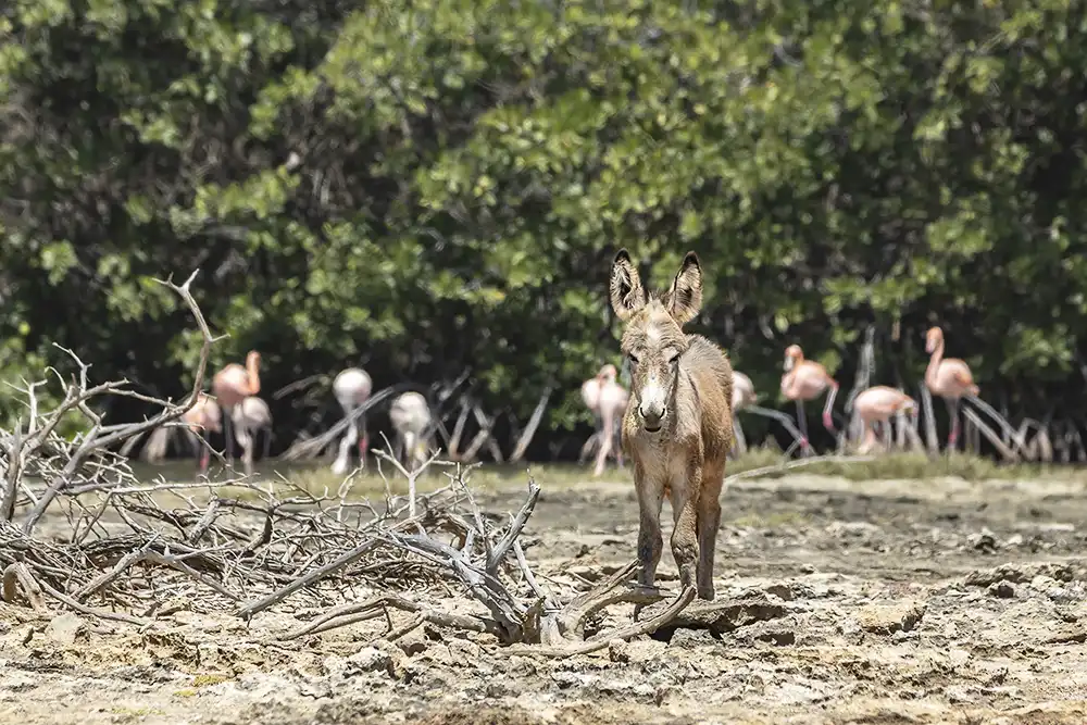Wild donkey along Kaminda Lac in Bonaire with a group of flamingos in the background at the edge of the mangrove.