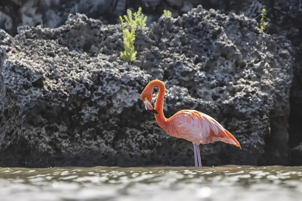 A Caribbean flamingo during the Washington-Slagbaai tour by HopiBonaire.