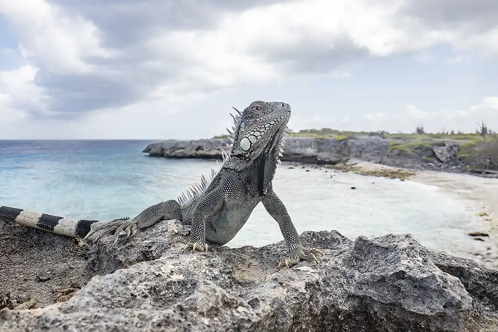 Fotoblog | De gedaantes van de groene leguaan