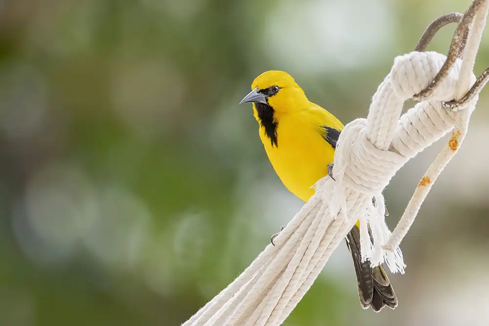 The yellow oriole (Icterus nigrogularis) is a yellow bird that you often see on Bonaire. They have a black neck and black wings.