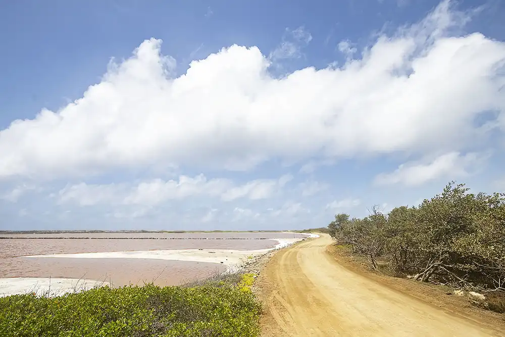 Salt lake Puitu at the end of Kaminda Lac in Bonaire, with the mangrove on the right side of the road.