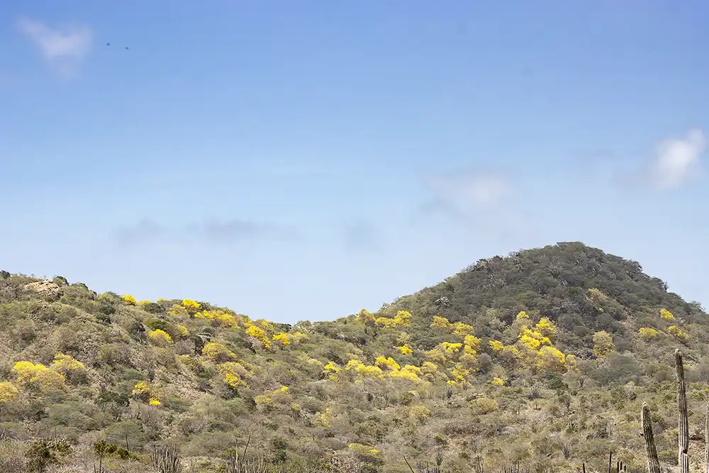 Large parts of this hill on Bonaire are adorned in yellow due to the blossoming Kibrahacha (Tabebuia billbergii), a tree with yellow flowers found on Bonaire.