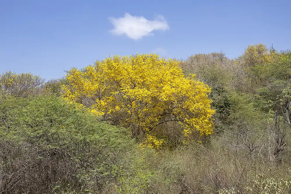 A yellow crown of the blooming kibracha (Tabebuia billbergii) stands out against the green crowns of other trees on the hill in Bonaire.