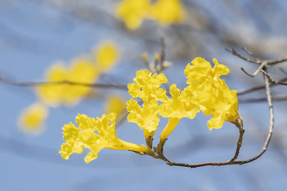 Macro photo of a branch with six yellow cup-shaped flowers of the kibrahacha (Tabebuia billbergii) against the blue sky.
