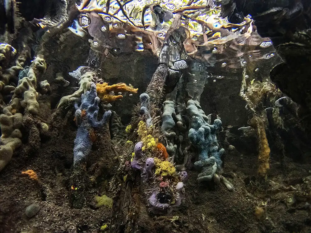 Onder water in de mangrove van Bonaire hechten zich kleurrijke sponzen aan de wortels van de rode mangroveboom.