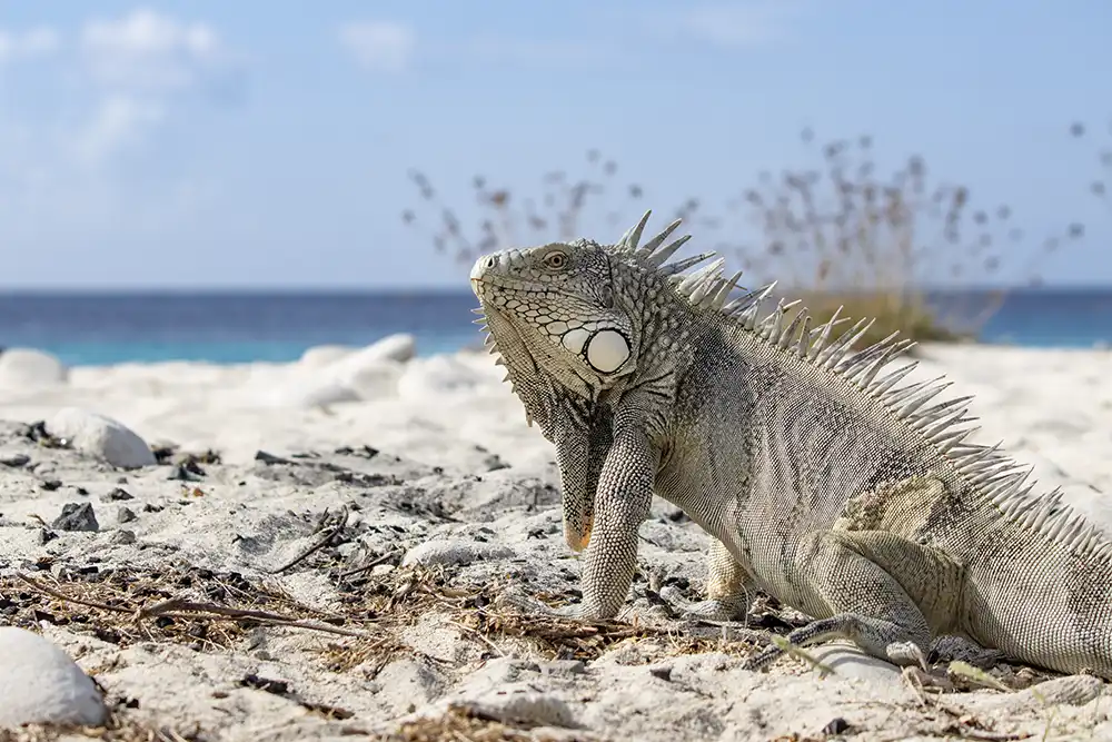 Read the frequently asked questions (FAQs) from HopiBonaire here.