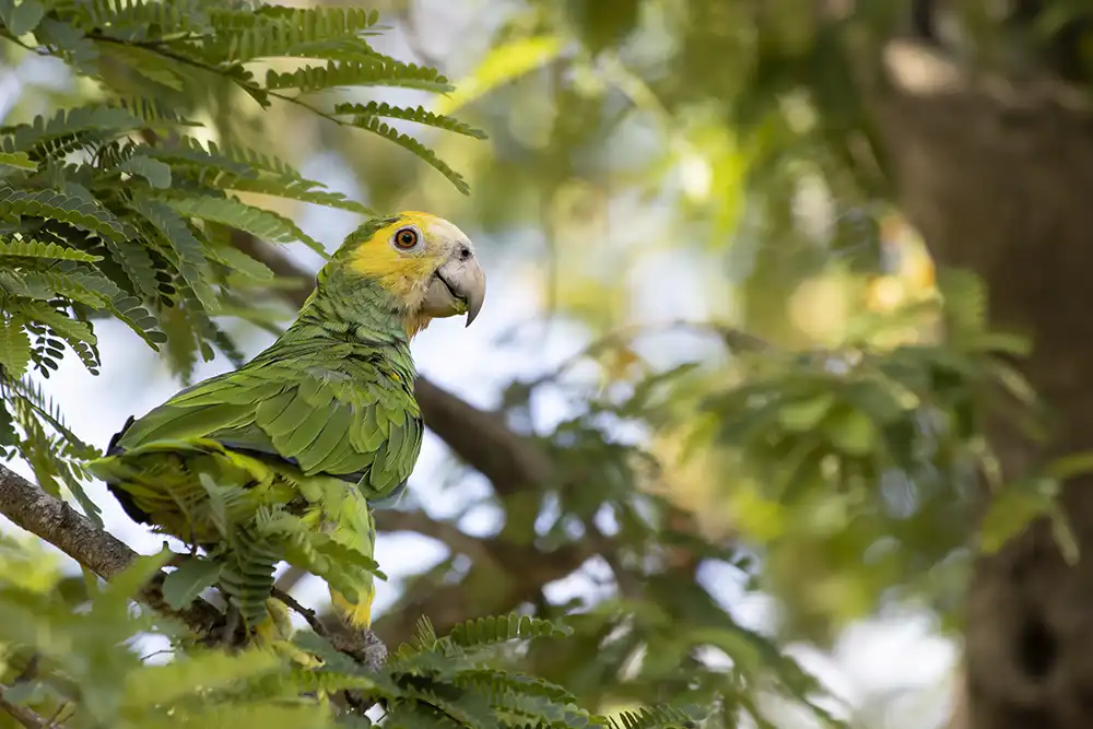 During the "Magical North" tour by HopiBonaire, we frequently encounter a lora parrot (Amazona barbadensis).