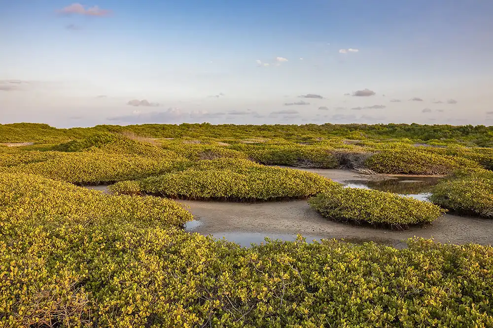 Explore the mangrove at Lac Cai in the south of Bonaire during a customized tour with HopiBonaire.