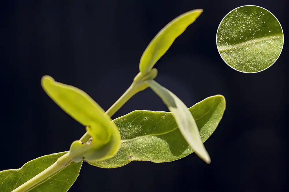 Leaf with salt from the black mangrove. The salt glands release the salt crystals.