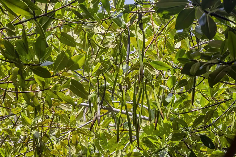 The red mangrove tree reproduces with spear-shaped pods.