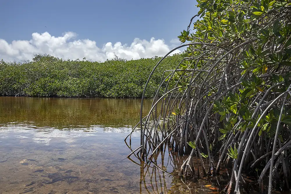 The distinctive aerial roots submerged in the water of the red mangrove trees in Bonaire.
