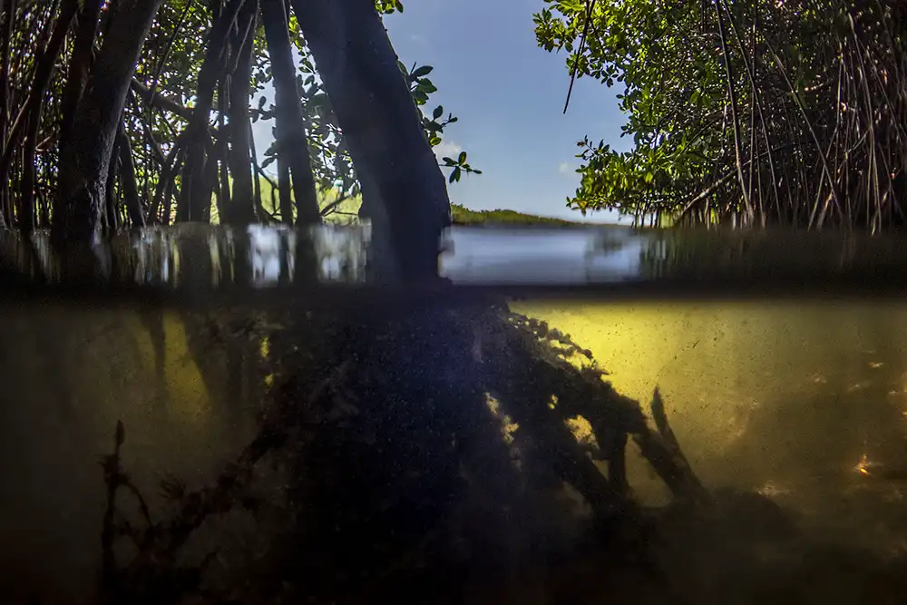 Split-screen photo in Bonaire's mangrove. Above water, the red mangrove forest; underwater, the roots.