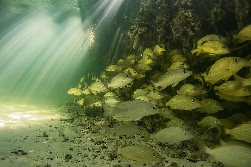 A school of predatory fish takes refuge under the roots of Bonaire's mangrove trees.