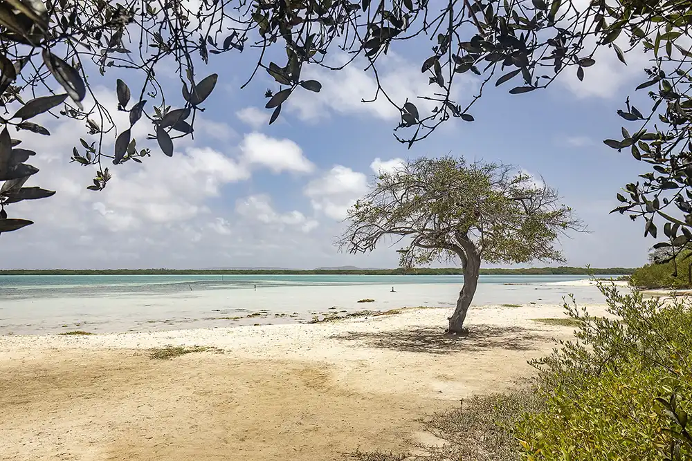 A tree on the beach of Lac Cai, by the azure waters of the Lac lagoon in Bonaire.