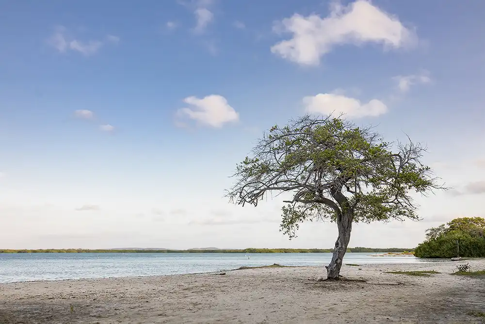 Visit the lonely tree on the beach of Lac Cai during your customized tour with HopiBonaire.