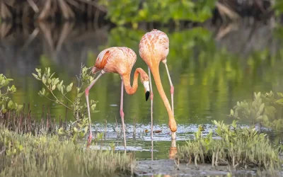 The Mangroves of Bonaire