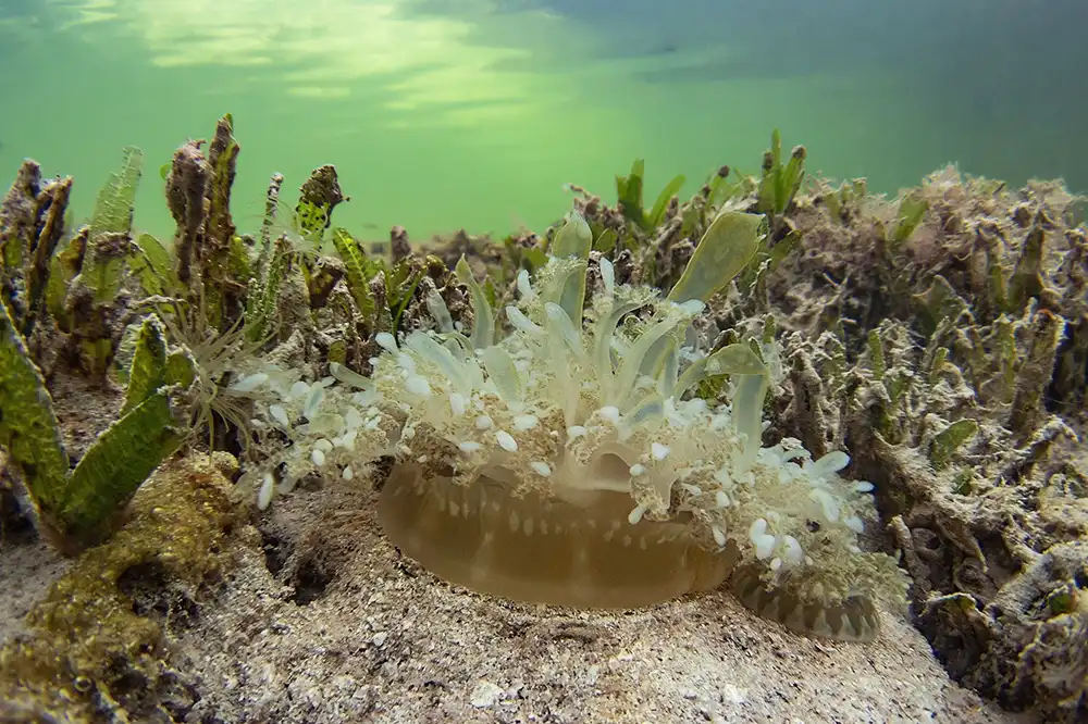 Underwater photo of two upside-down jellyfish (Cassiopea frondosa) among the seagrass of Lac Cai in Bonaire.