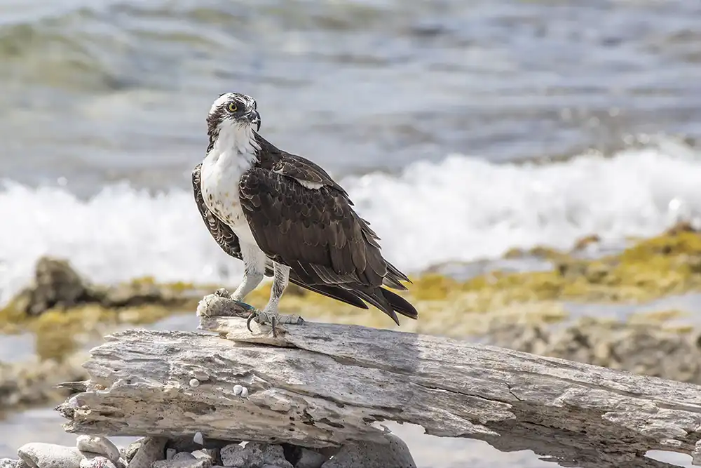An osprey (Pandion haliaetus) in the northern part of Bonaire during the "The Magical North" tour by HopiBonaire.