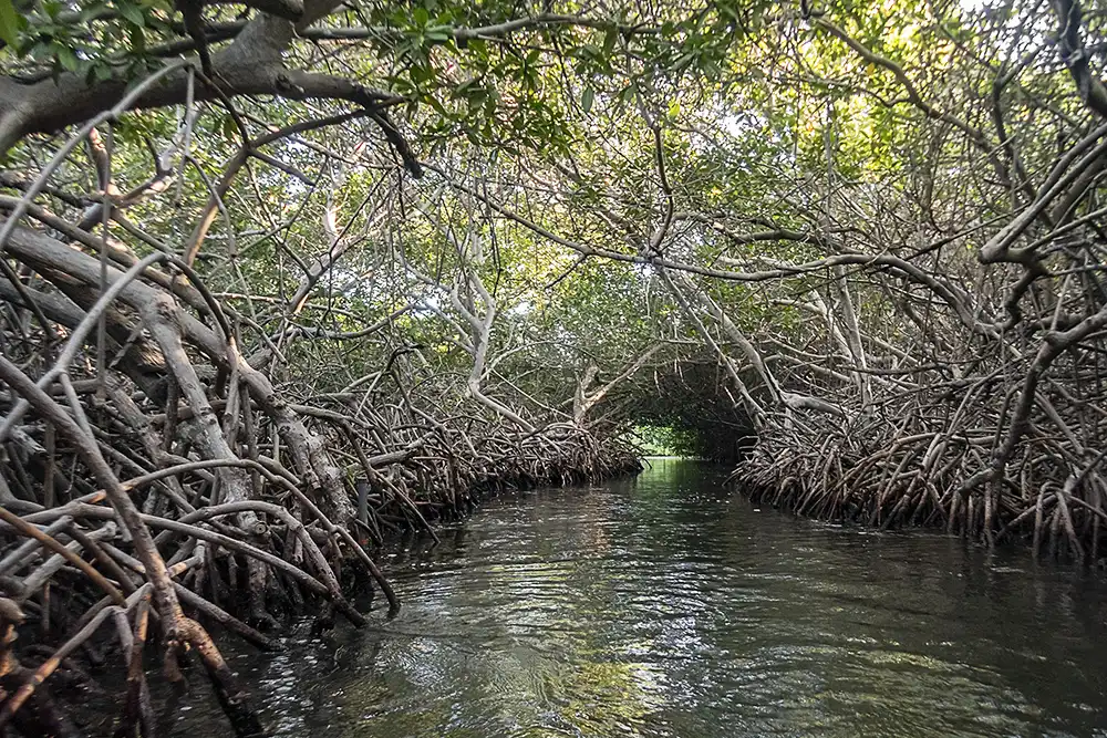 A natural tunnel in Bonaire's red mangrove forest, carved out by fishermen.