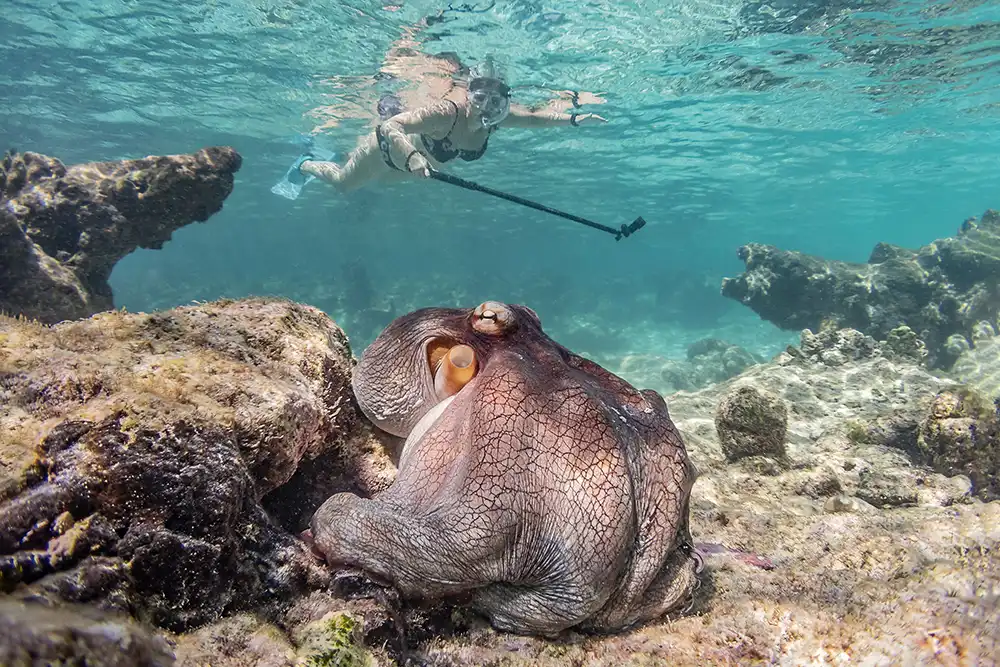 Octopus spotted during the guided snorkel on the Washington-Slagbaai tour with HopiBonaire.