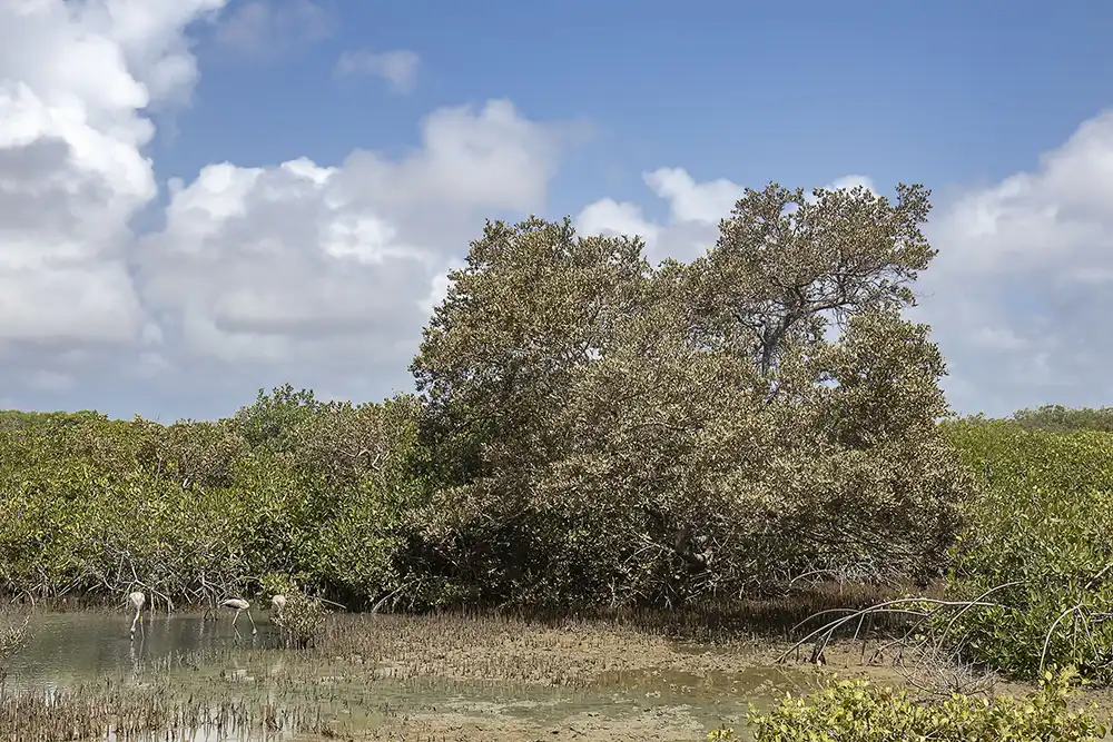 Three young Caribbean flamingos forage among the aerial roots of a black mangrove in Bonaire.