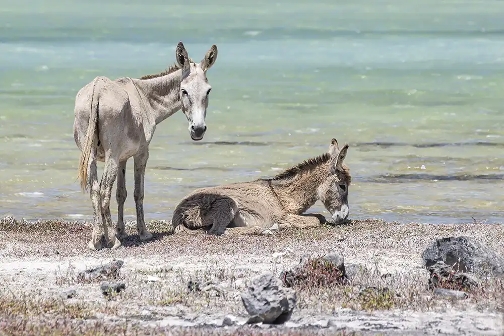 Read our blog about the wild mammals of Bonaire. Een ezel met veulen als voorbeeld van de wilde zoogdieren van Bonaire.