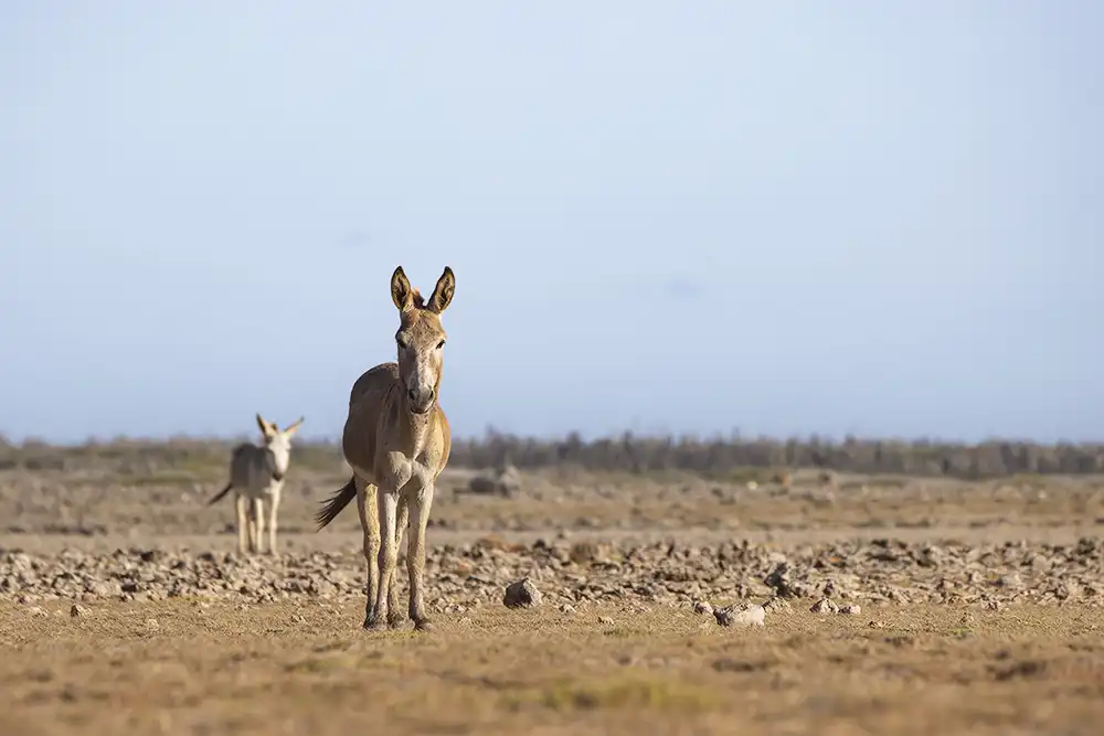 Donkeys roaming the barren plains of Bonaire's east coast during a hike.