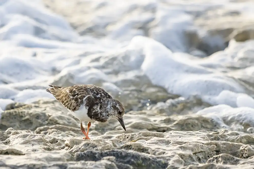 Read our blog about the water birds of Bonaire. Bird blog | Water birds of Bonaire: The ruddy turnstone is a common water bird on Bonaire.