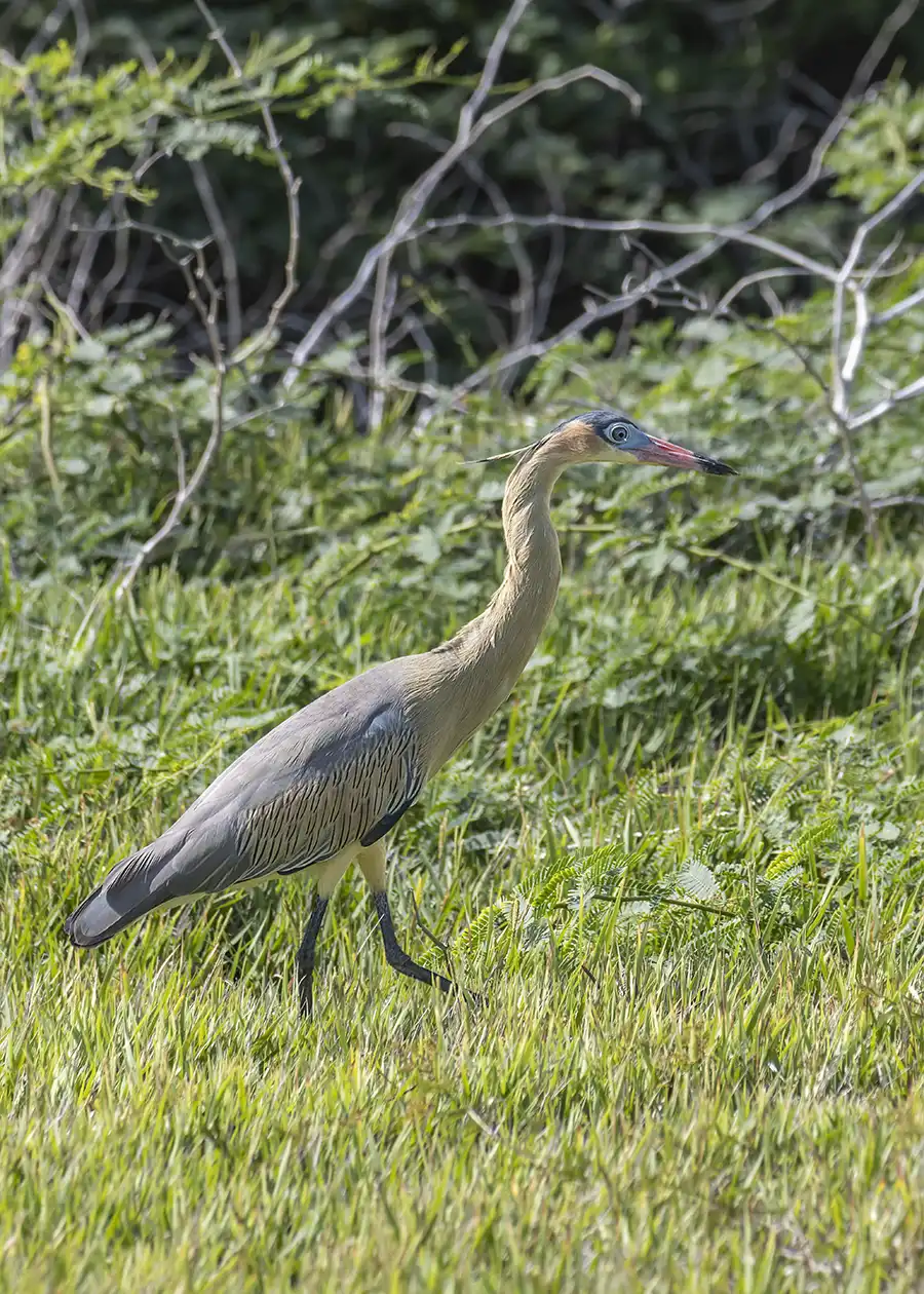 The Whistling Heron (Syrigma sibilatrix) has only been seen a few times on Bonaire.