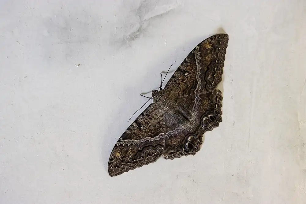De rouwvlinder (Ascalapha odorata, black witch moth or butterfly) is een grote zwarte vlinder die je op Bonaire, Aruba en Curaçao kunt tegenkomen.
