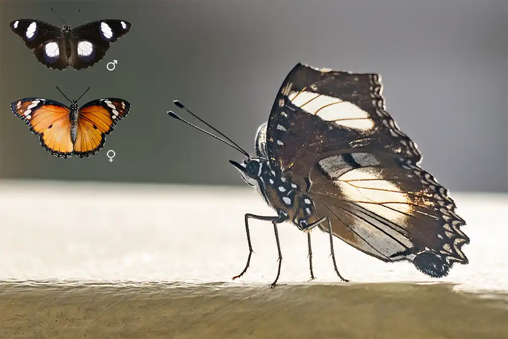 De Danaid eggfly (Hypolimnas misippus) is een zwarte en oranje vlinder met witte vlekken die op Bonaire voorkomt.