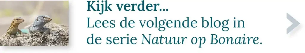Knop om verder te kijken naar de volgende blog uit de serie Natuur op Bonaire.