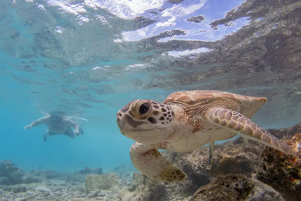 Groene schildpad in de rijke onderwaterwereld van Bonaire.