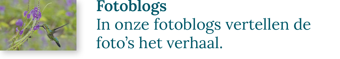 Fotoblogs | In onze fotoblogs vertellen de foto's het verhaal.