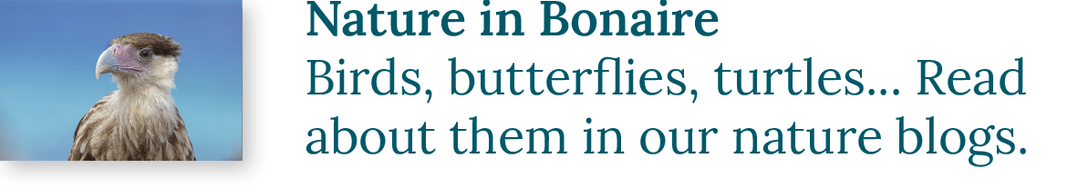Nature in Bonaire | Birds, butterflies, turtles... Read about them in our nature blogs.