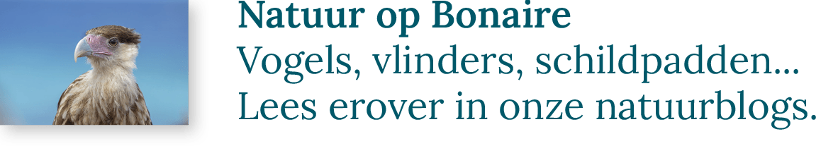 Natuur op Bonaire | Vogels, vlinders, schildpadden... Lees erover in onze natuurblogs.