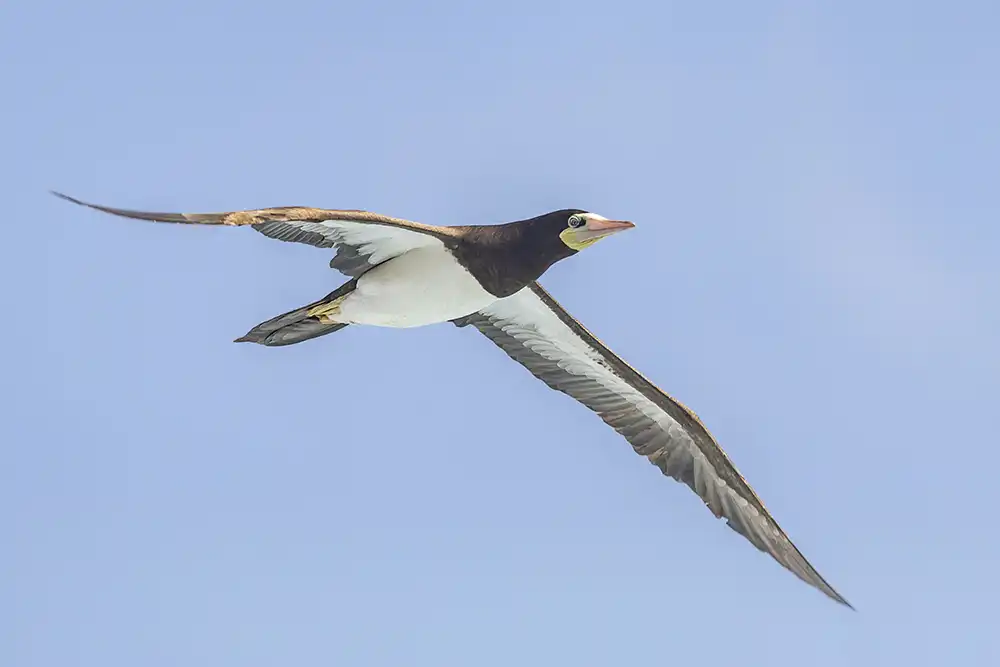 Brown booby (Sula leucogaster) in flight on Bonaire during a birdwatching excursion.